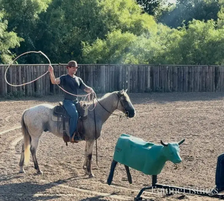 Baron AKA “Watch Baron Blue” Grey Gelding Other Breed - Photo 27
