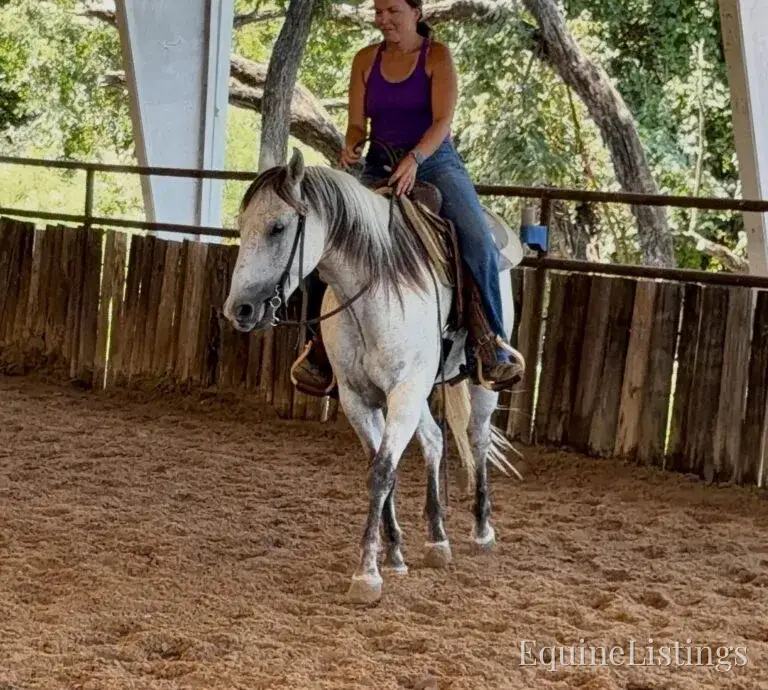 Baron AKA “Watch Baron Blue” Grey Gelding Other Breed - Photo 28