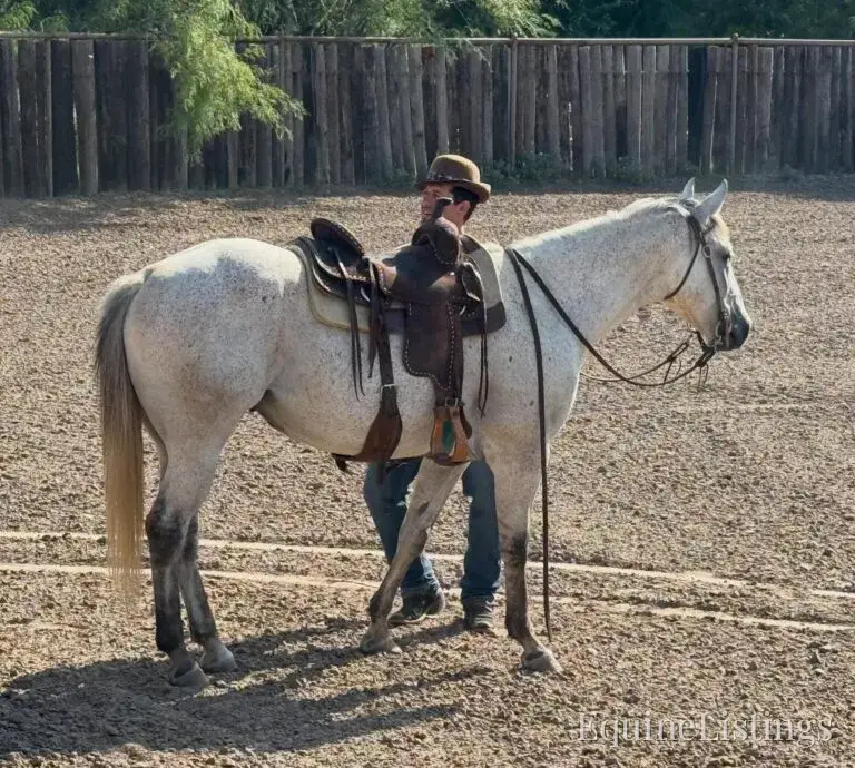 Baron AKA “Watch Baron Blue” Grey Gelding Other Breed - Photo 29
