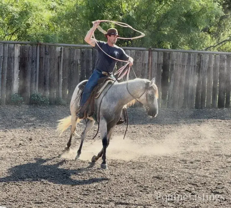 Baron AKA “Watch Baron Blue” Grey Gelding Other Breed - Photo 30