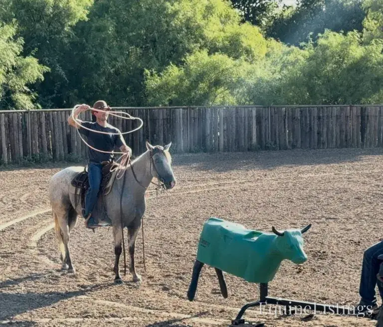 Baron AKA “Watch Baron Blue” Grey Gelding Other Breed - Photo 3