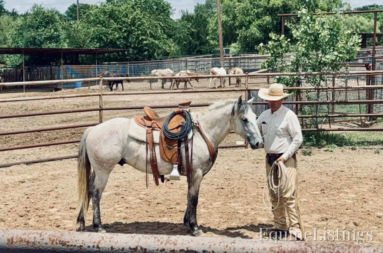 Baron AKA “Watch Baron Blue” Grey Gelding Other Breed - Photo 31