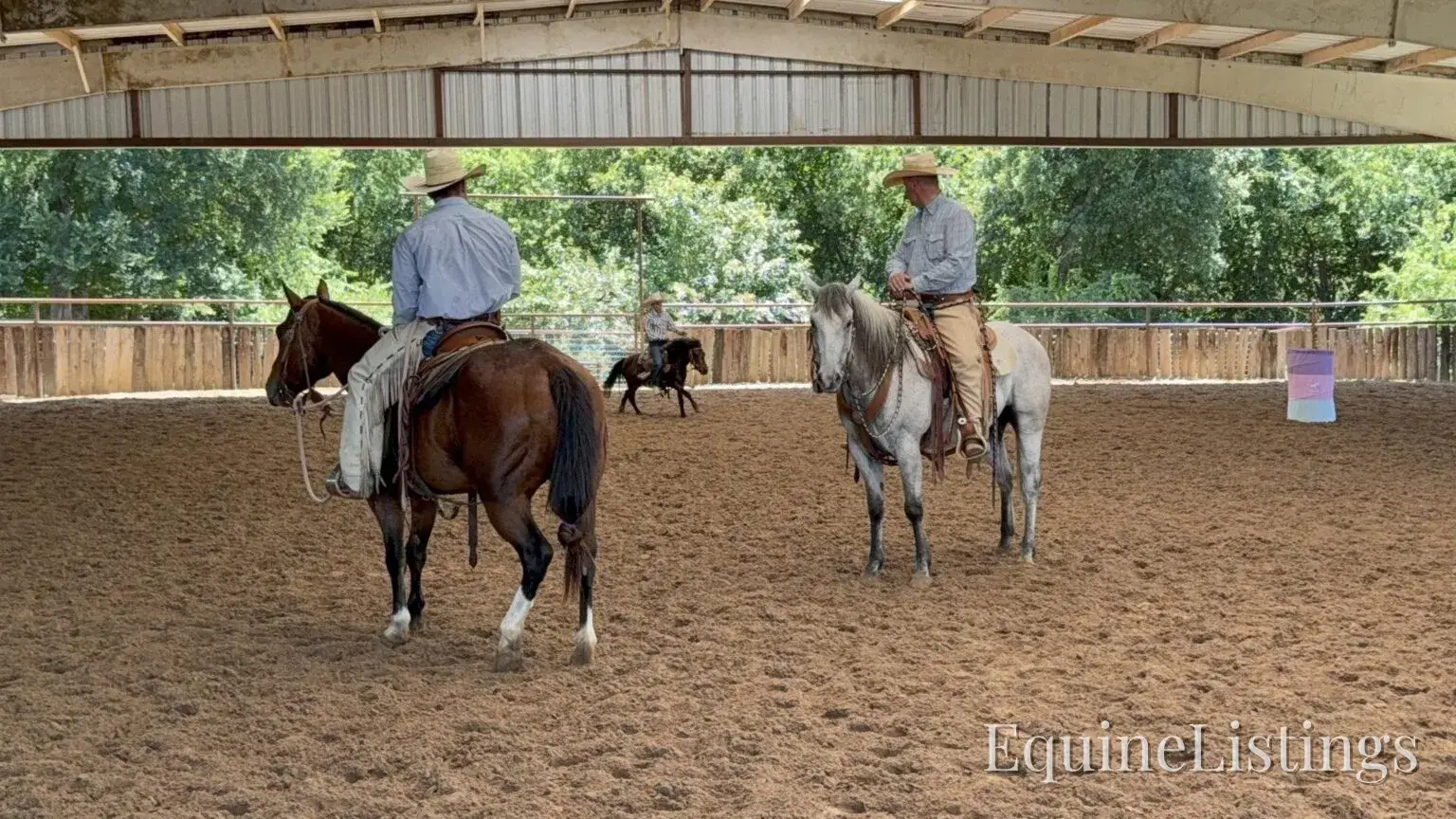 Baron AKA “Watch Baron Blue” Grey Gelding Other Breed - Photo 32