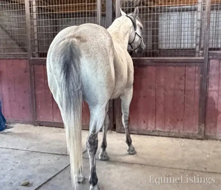 Baron AKA “Watch Baron Blue” Grey Gelding Other Breed - Photo 4