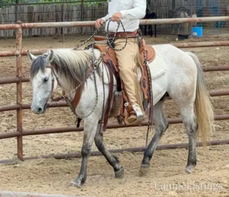 Baron AKA “Watch Baron Blue” Grey Gelding Other Breed - Photo 5