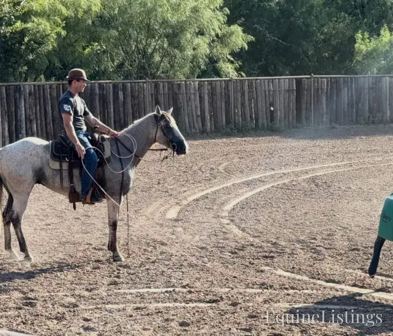 Baron AKA “Watch Baron Blue” Grey Gelding Other Breed - Photo 6