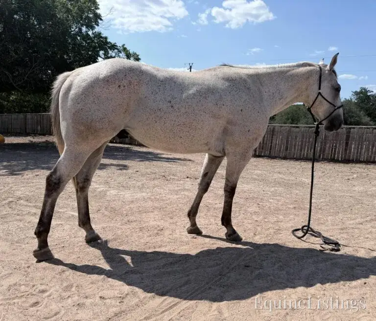 Baron AKA “Watch Baron Blue” Grey Gelding Other Breed - Photo 7