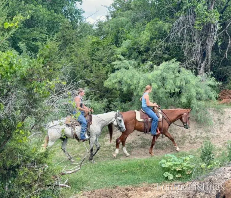 Baron AKA “Watch Baron Blue” Grey Gelding Other Breed - Photo 9