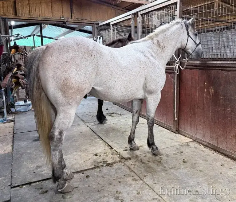 Baron AKA “Watch Baron Blue” Grey Gelding Other Breed - Photo 10