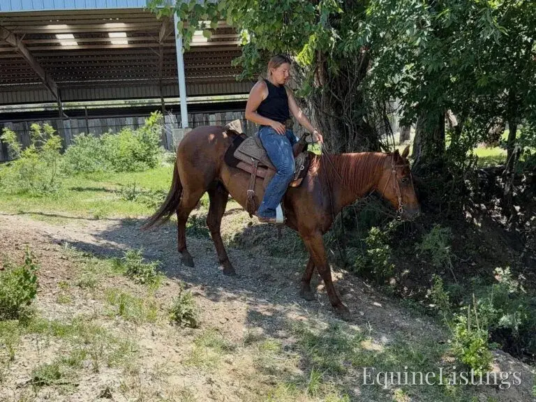 Kali AKA “Wimpys Domino” Sorrel Mare Other Breed - Photo 11