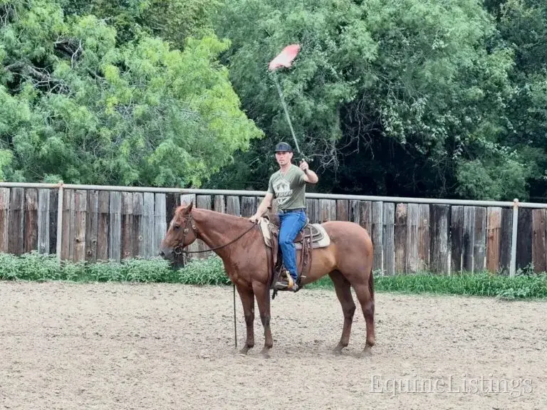 Kali AKA “Wimpys Domino” Sorrel Mare Other Breed - Photo 12