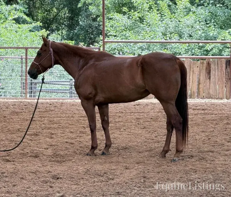 Kali AKA “Wimpys Domino” Sorrel Mare Other Breed - Photo 14