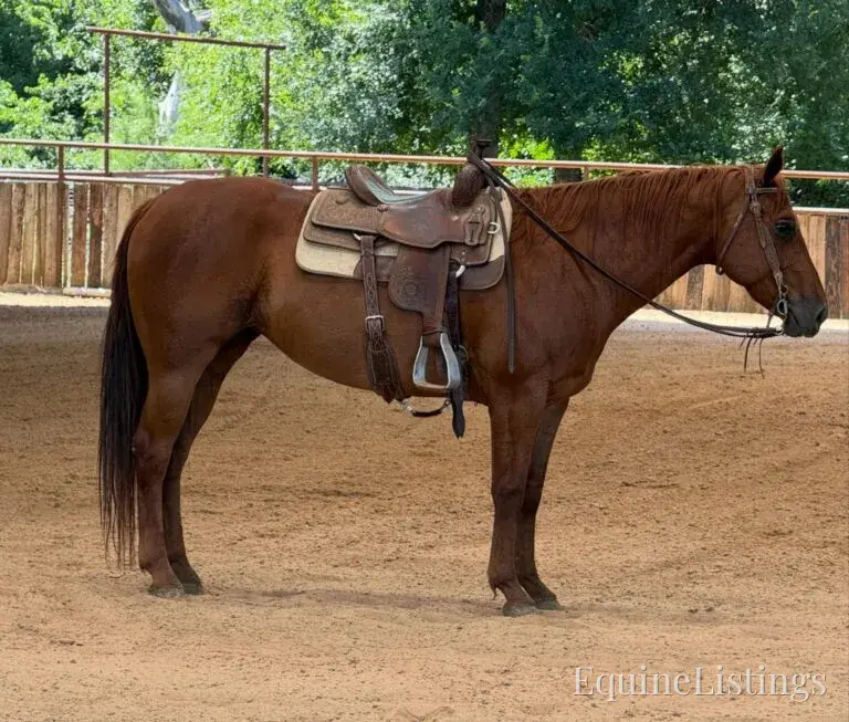 Kali AKA “Wimpys Domino” Sorrel Mare Other Breed - Photo 15
