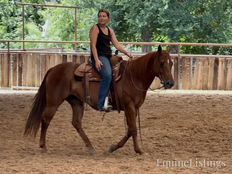 Kali AKA “Wimpys Domino” Sorrel Mare Other Breed - Photo 17