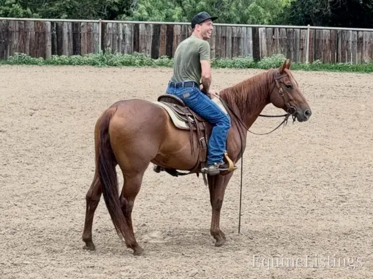 Kali AKA “Wimpys Domino” Sorrel Mare Other Breed - Photo 18