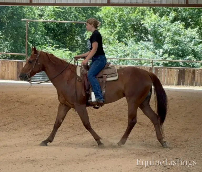 Kali AKA “Wimpys Domino” Sorrel Mare Other Breed - Photo 19