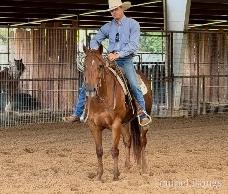 Kali AKA “Wimpys Domino” Sorrel Mare Other Breed - Photo 20