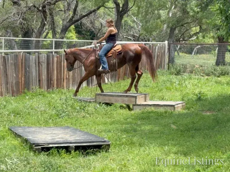 Kali AKA “Wimpys Domino” Sorrel Mare Other Breed - Photo 2