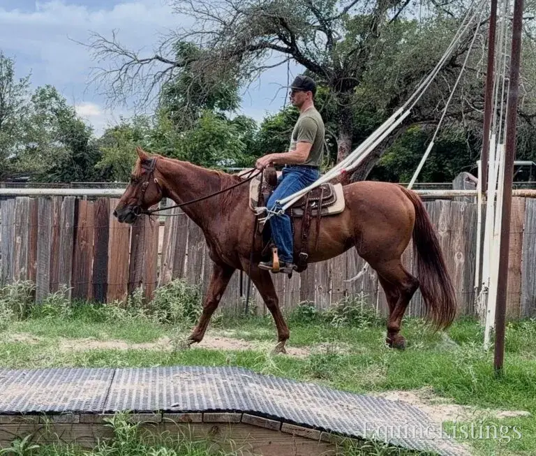 Kali AKA “Wimpys Domino” Sorrel Mare Other Breed - Photo 21