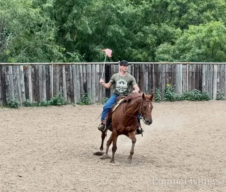 Kali AKA “Wimpys Domino” Sorrel Mare Other Breed - Photo 22