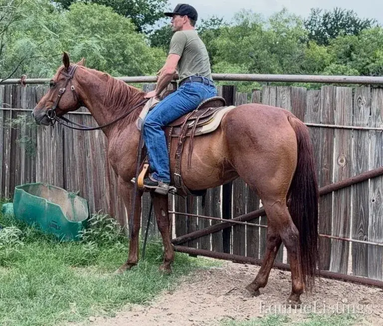 Kali AKA “Wimpys Domino” Sorrel Mare Other Breed - Photo 24
