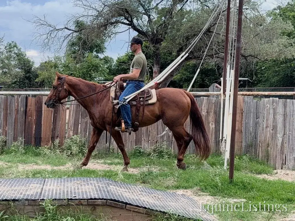Kali AKA “Wimpys Domino” Sorrel Mare Other Breed - Photo 25