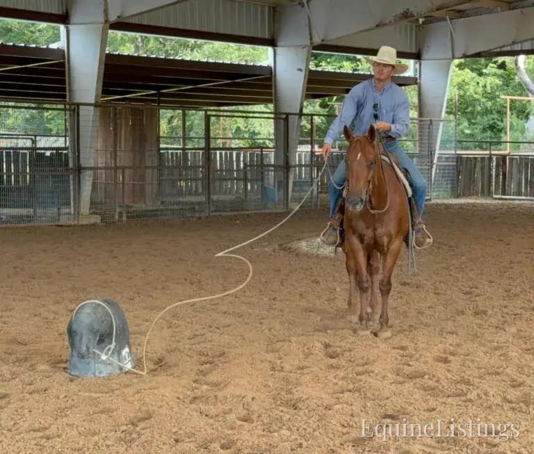 Kali AKA “Wimpys Domino” Sorrel Mare Other Breed - Photo 26
