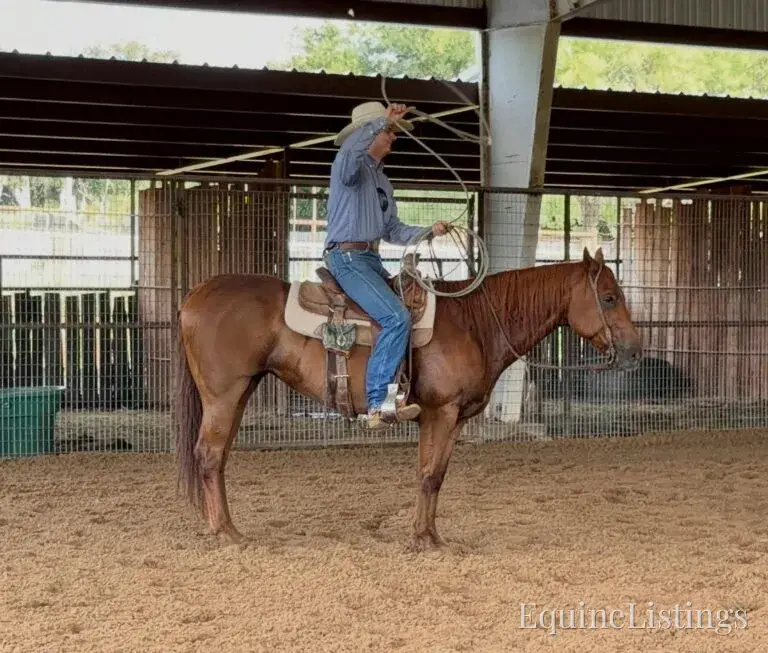 Kali AKA “Wimpys Domino” Sorrel Mare Other Breed - Photo 27