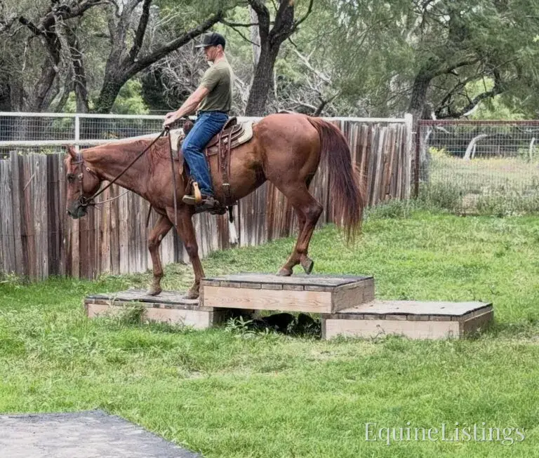 Kali AKA “Wimpys Domino” Sorrel Mare Other Breed - Photo 28