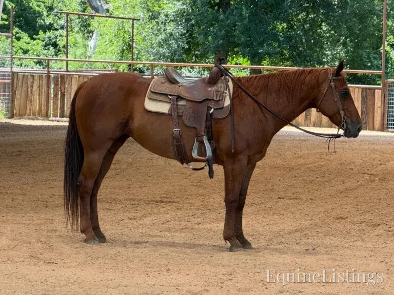 Kali AKA “Wimpys Domino” Sorrel Mare Other Breed - Photo 3