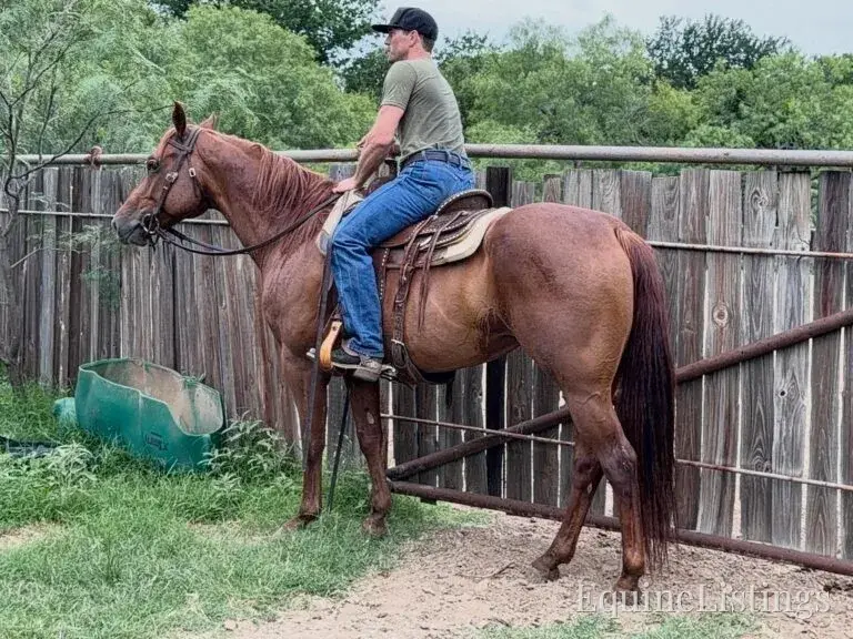 Kali AKA “Wimpys Domino” Sorrel Mare Other Breed - Photo 4