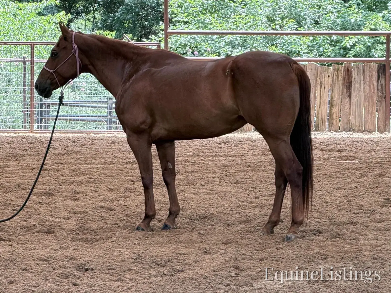 Kali AKA “Wimpys Domino” Sorrel Mare Other Breed - Photo 5
