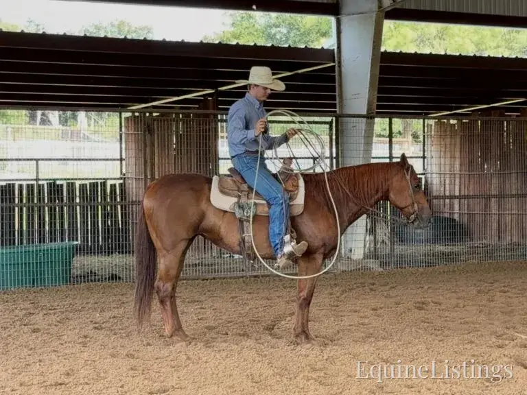 Kali AKA “Wimpys Domino” Sorrel Mare Other Breed - Photo 7
