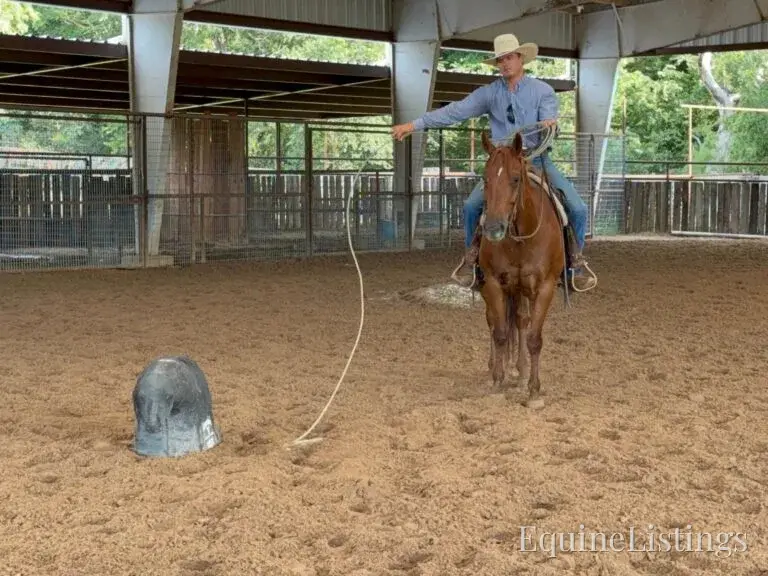 Kali AKA “Wimpys Domino” Sorrel Mare Other Breed - Photo 8