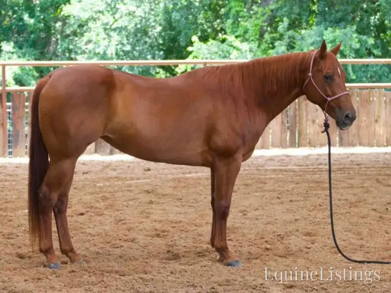Kali AKA “Wimpys Domino” Sorrel Mare Other Breed - Photo 10