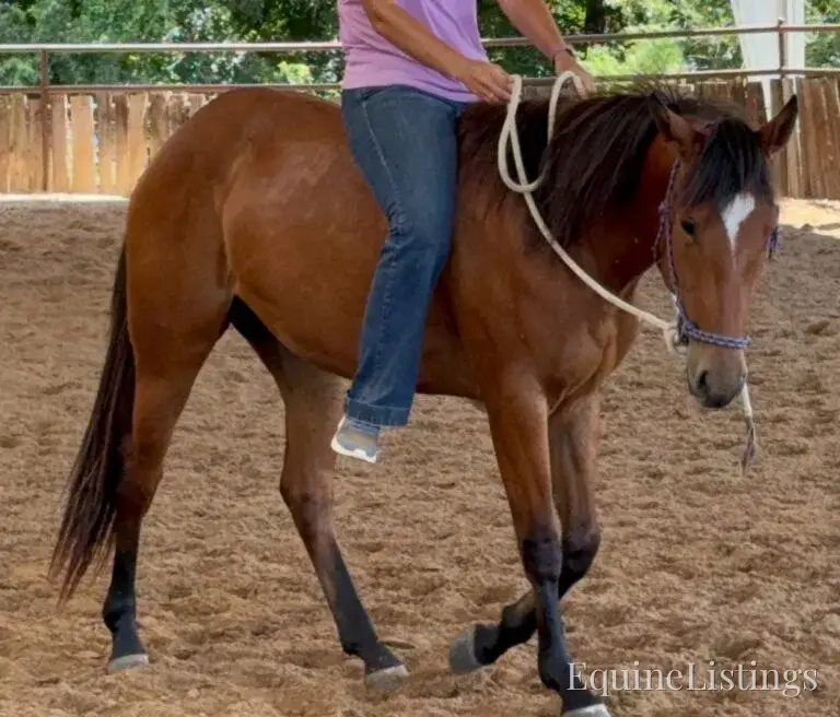 Dove AKA “Sparka Roit” Mare Quarter Horse