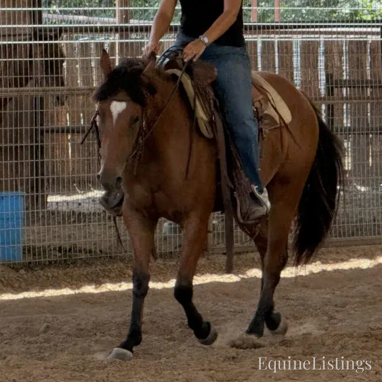 Dove AKA “Sparka Roit” Mare Quarter Horse - Photo 12