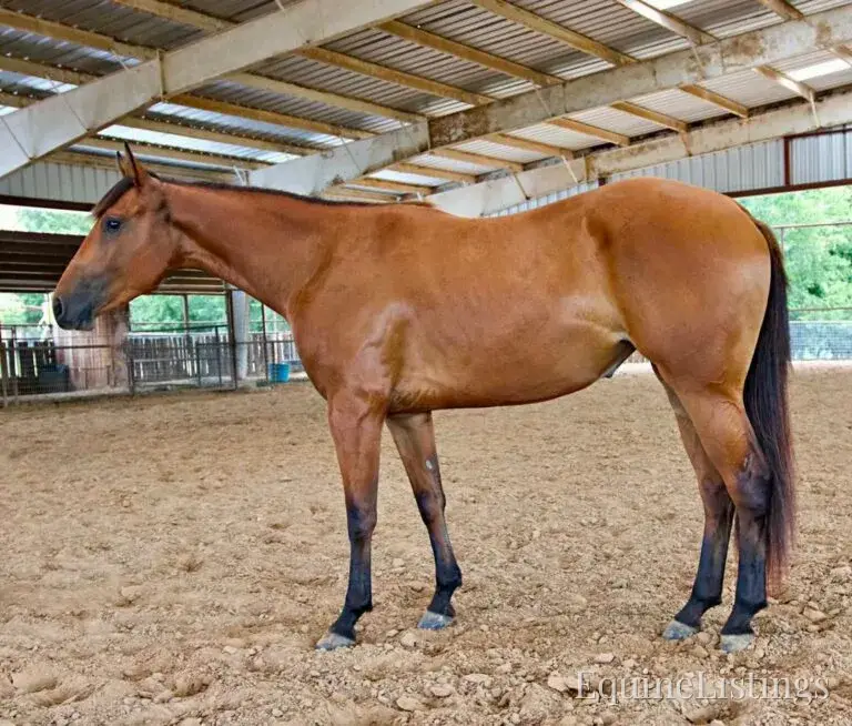 Dove AKA “Sparka Roit” Mare Quarter Horse - Photo 14