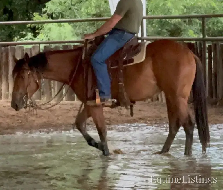 Dove AKA “Sparka Roit” Mare Quarter Horse - Photo 2