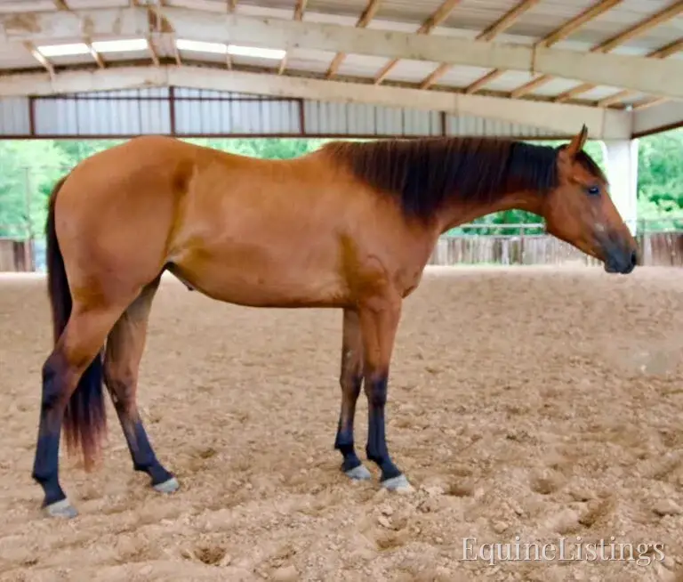 Dove AKA “Sparka Roit” Mare Quarter Horse - Photo 3