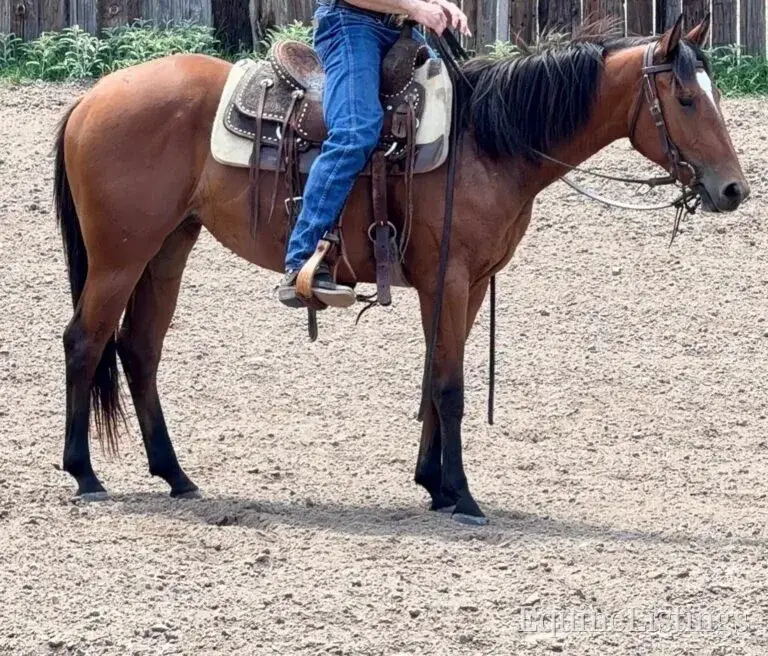 Dove AKA “Sparka Roit” Mare Quarter Horse - Photo 4