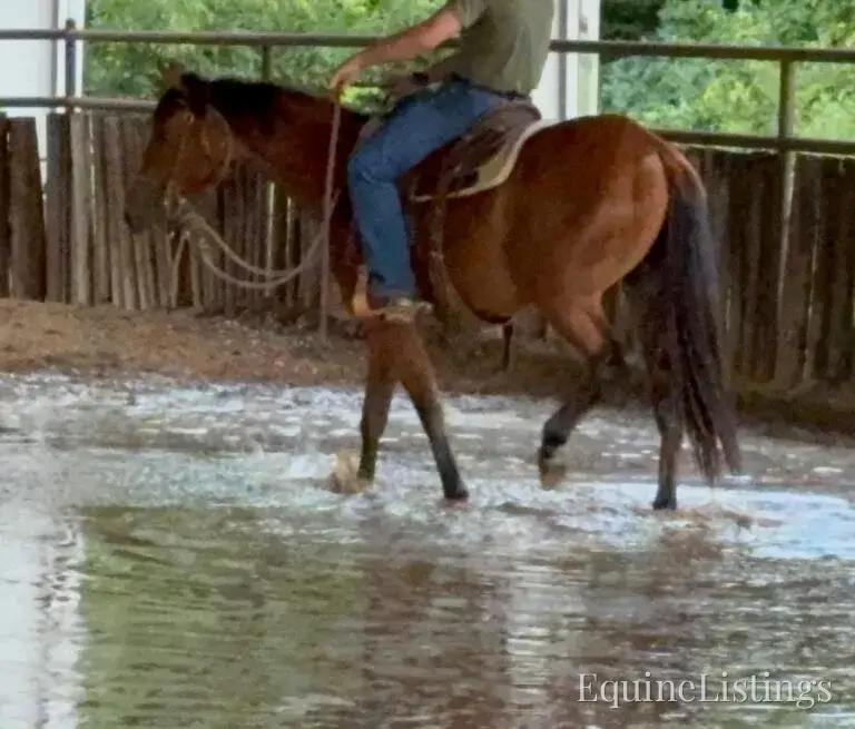 Dove AKA “Sparka Roit” Mare Quarter Horse - Photo 5