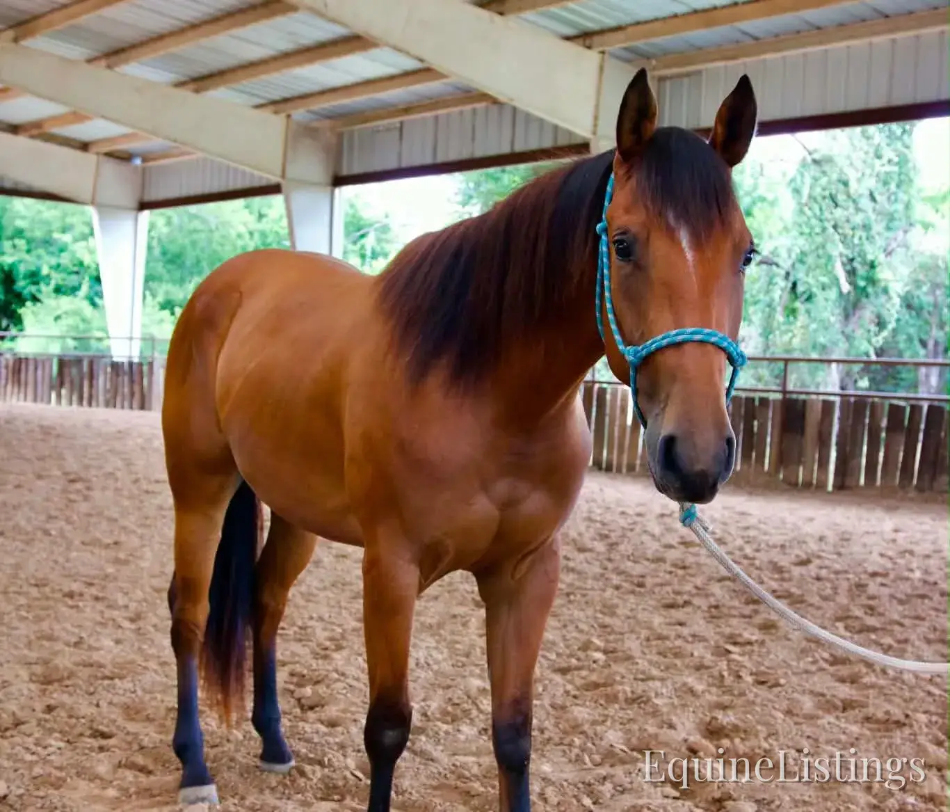 Dove AKA “Sparka Roit” Mare Quarter Horse - Photo 6