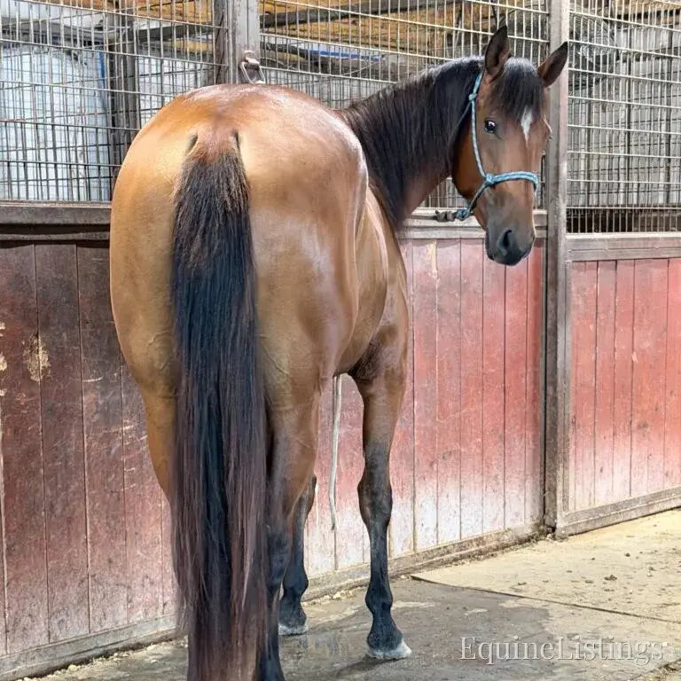 Dove AKA “Sparka Roit” Mare Quarter Horse - Photo 9