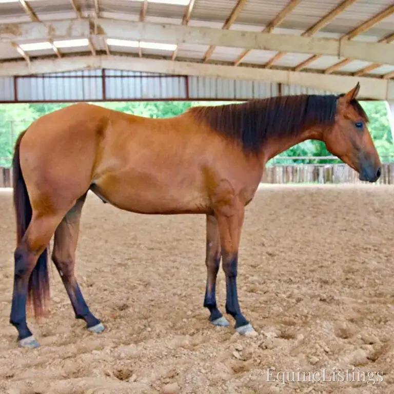 Dove AKA “Sparka Roit” Mare Quarter Horse - Photo 10