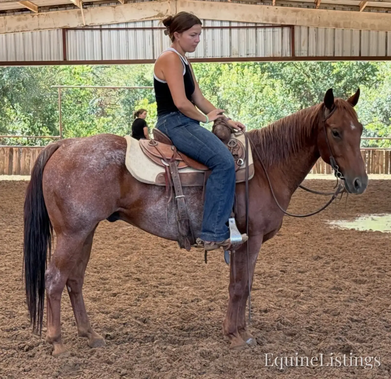 Smarty Red Roan Gelding Other Breed