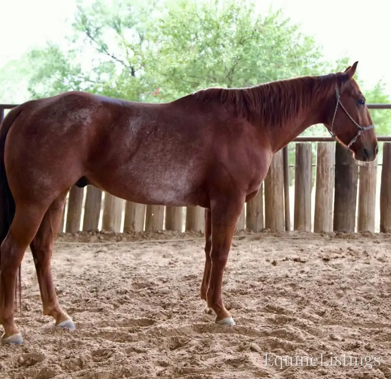 Smarty Red Roan Gelding Other Breed - Photo 11