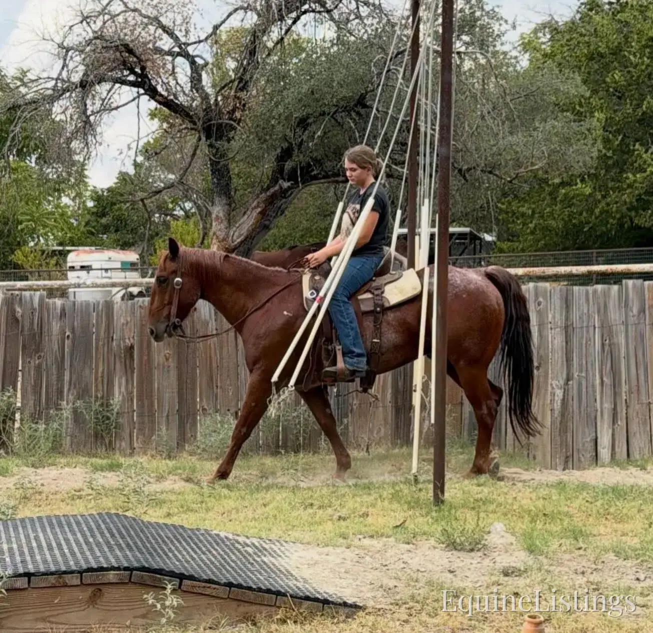 Smarty Red Roan Gelding Other Breed - Photo 12