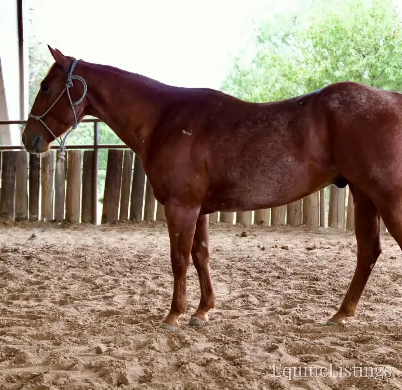 Smarty Red Roan Gelding Other Breed - Photo 13