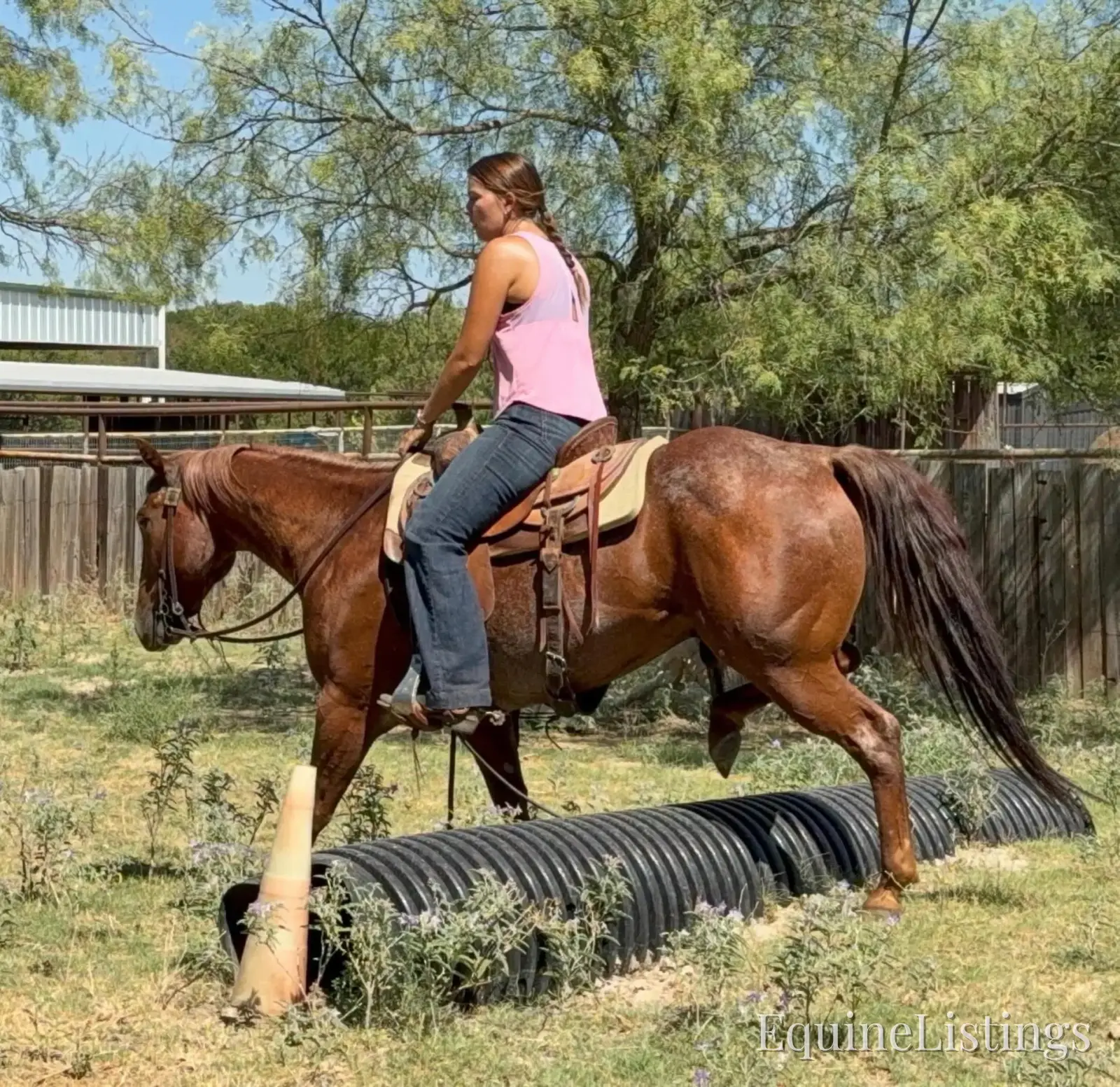 Smarty Red Roan Gelding Other Breed - Photo 14
